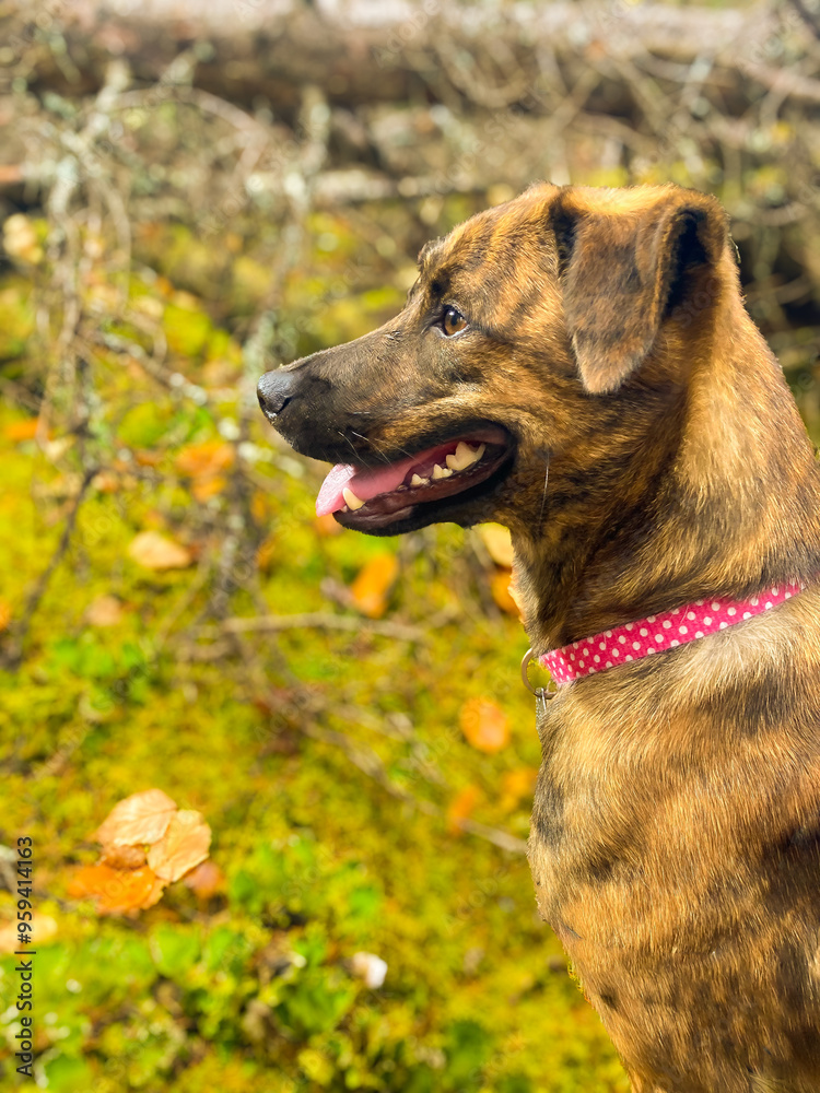 In a captivating scene, a dog with an alert profile exudes joyful expression, set against a backdrop of lush green foliage. In a captivating scene, a dog with an alert profile exudes joyful expression, set against a backdrop of lush green foliage.