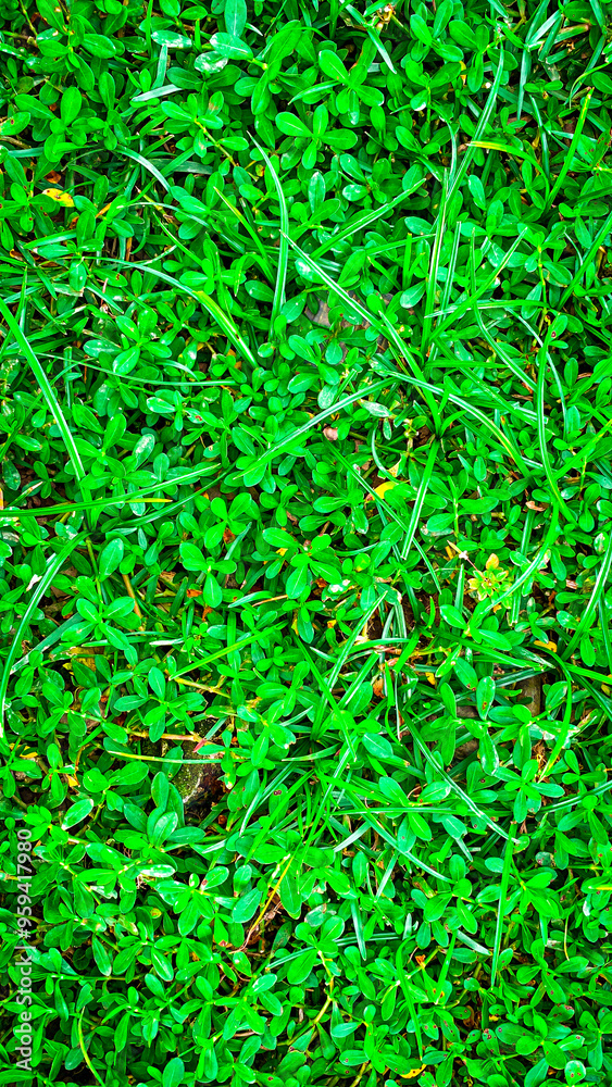 Green grass texture. Field of green grass, a lawn in spring. Background of color grass. Backdrop of pasture close up. Nature Wallpaper. Photo taken in Bac Giang, Vietnam on September 5, 2024. Green grass texture. Field of green grass, a lawn in spring. Background of color grass. Backdrop of pasture close up. Nature Wallpaper. Photo taken in Bac Giang, Vietnam on September 5, 2024.