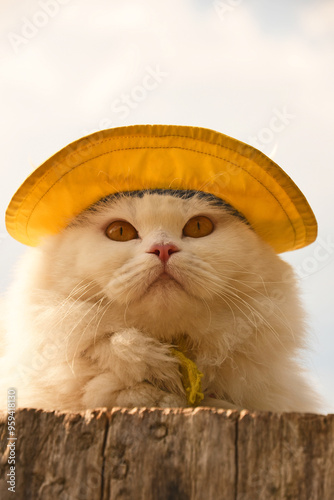 Front view of white cats face with a yellow rain hat on laying on wood stump