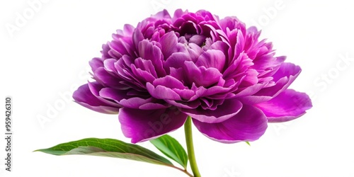 Fototapeta Naklejka Na Ścianę i Meble -  Purple peony isolated on white background, purple, peony, isolated, flower, botanical, bloom, garden, nature, vibrant, vivid