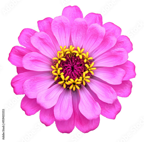 Purple Zinnia flower head on transparent background