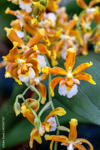 Hilo firecracker, lucky strike orchid photo