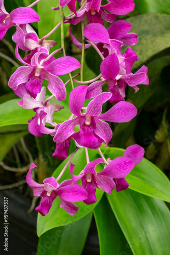 Pink dendrobium orchid