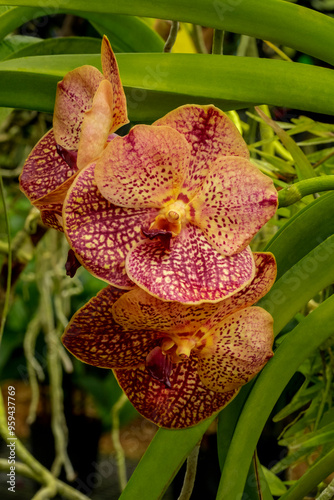 Speckled vanda orchid