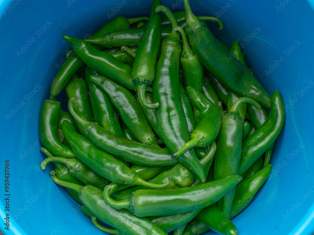 Fresh Green Chile Peppers in Blue Bucket - Organic and Vibrant Vegetables Stock Photo