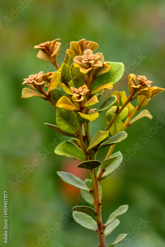 Coastal plain staggerbush photo