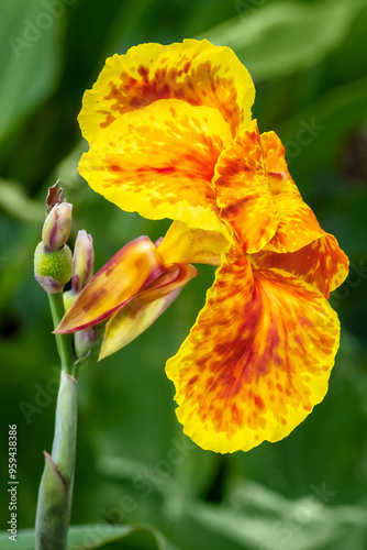 Yellow canna lily photo