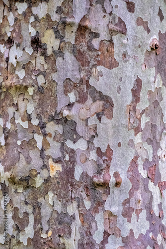 American sycamore tree bark