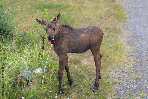 Moose Calf playing with reflector
