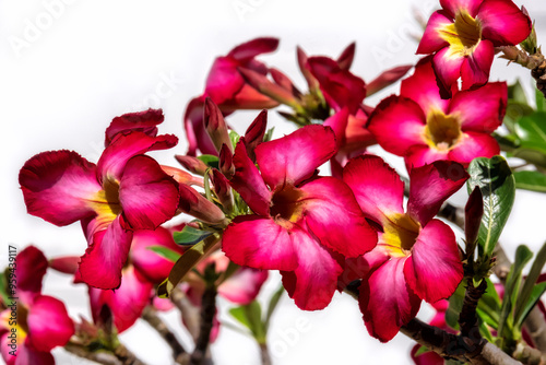 Desert rose plant