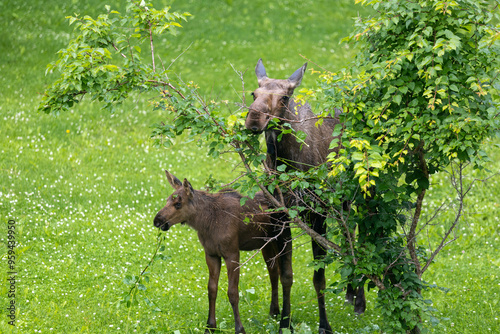 Moose Calf and Cow