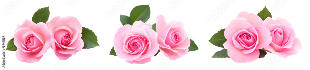 Beautiful pink roses. isolated on white background Beautiful pink roses. isolated on white background