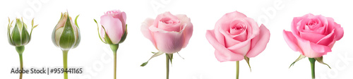 Blooming stages of rose flower on white background