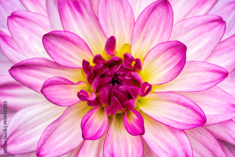 Dahlia Dahlia