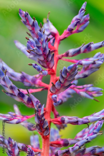 Aechmea bracteata, bromeliad