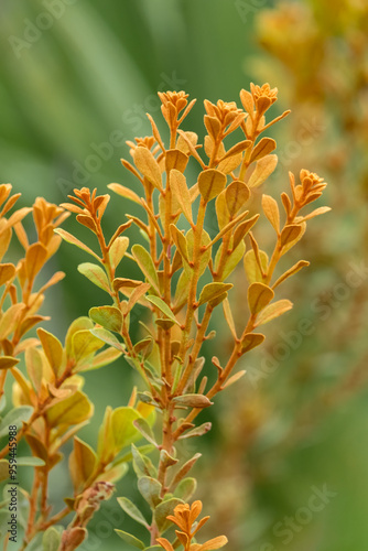 Coastal plain staggerbush photo