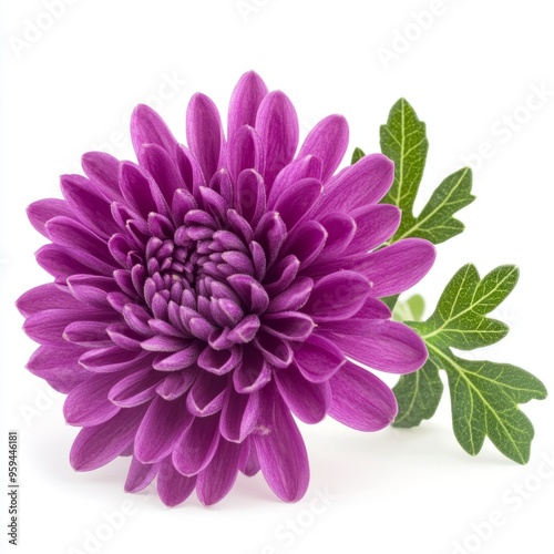 Lilac chrysanthemum flower isolated on white background