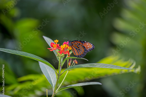 Rare monarch butterflies on butterfly milkweed. photo