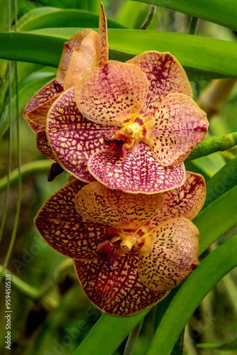 Ascda Pakchong gold moth orchid photo