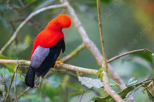 Andean cock-of-the-rock, cloud forest. Andes, Ecuador photo