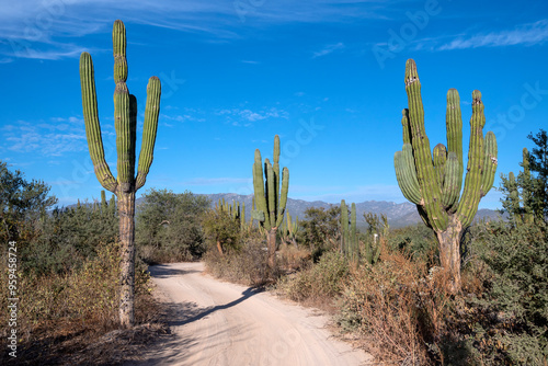 Mexico, Baja California Sur. La Ventana, trail through the cardon cactus forest. photo