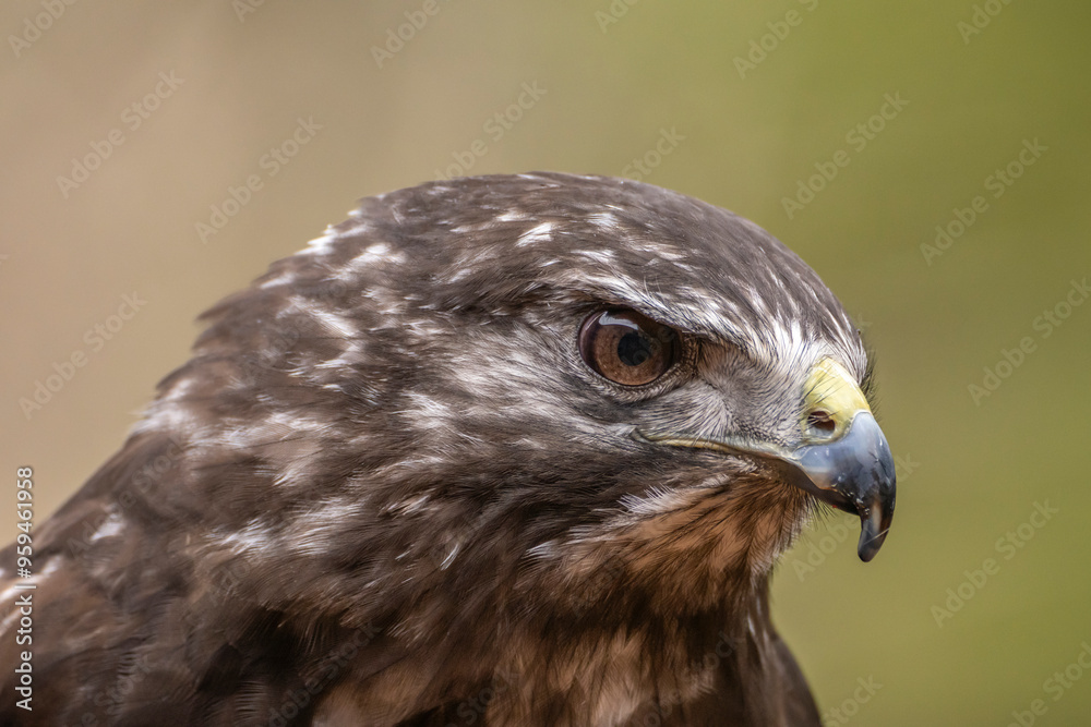 USA, Alaska, Sitka, Alaska Raptor Center. Captive Red-tailed hawk close-up. USA, Alaska, Sitka, Alaska Raptor Center. Captive Red-tailed hawk close-up.