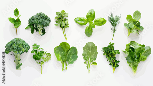 Collection of fresh green leafy vegetables on white background