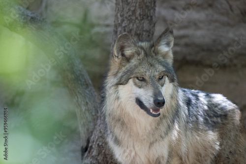 Sonora Desert Museum near Tucson. Captive Mexican gray wolf gives the camera a smile.