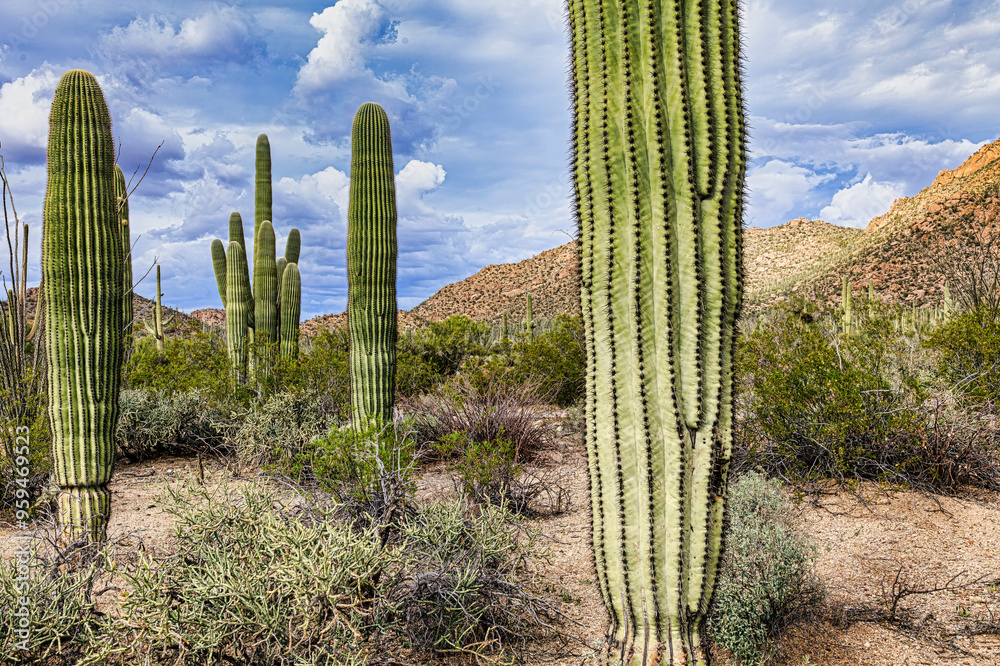 Fototapeta premium Saguaro National Park around Tucson, Arizona.