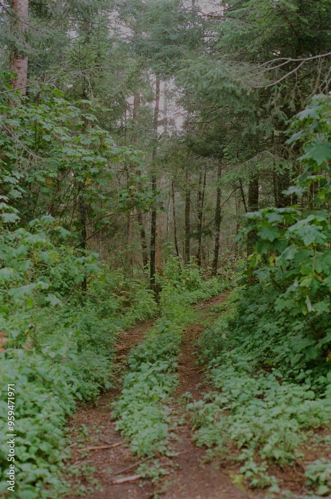 Forest Forest
