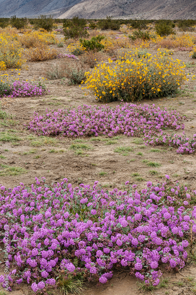 USA, California, Anza-Borrego Desert State Park. Scenic with desert wildflowers. USA, California, Anza-Borrego Desert State Park. Scenic with desert wildflowers.