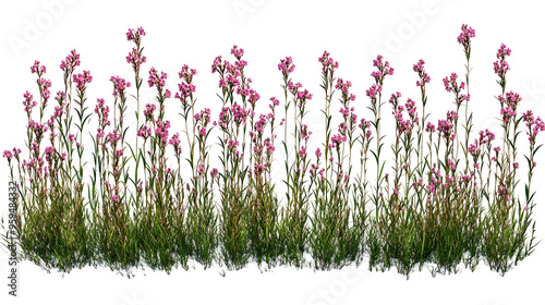 Wildflowers with pink blossoms and green foliage, isolated on a transparent background, free to use for design projects.
