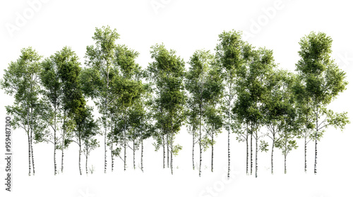 Birch Trees with Green Foliage Growing on a Hillside Isolated on Transparent Background
