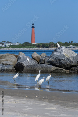 Snowy egrets on the jetty, New Smyrna Beach, Florida, view of Ponce de Leon Inlet Lighthouse photo