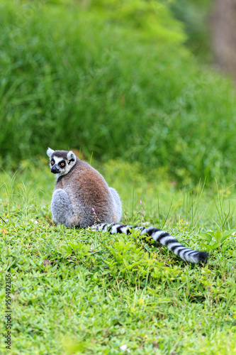 A ring-tailed lemur.