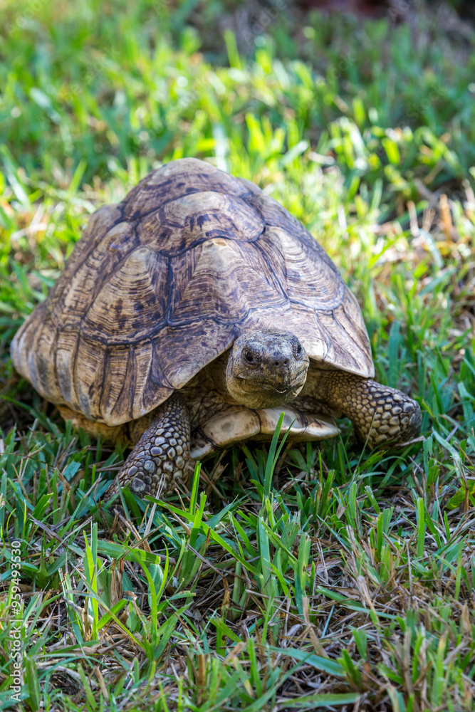 African leopard tortoise.