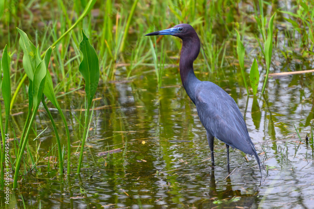 Majestic little blue Heron standing in a pond at attention for food. Majestic little blue Heron standing in a pond at attention for food.