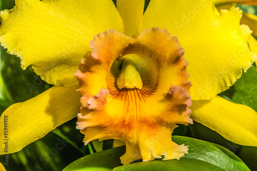 Colorful yellow cattleya terrestrial orchid flower, Honolulu, Hawaii