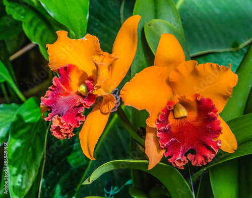 Colorful cattleya terrestrial orchid flower, Honolulu, Hawaii