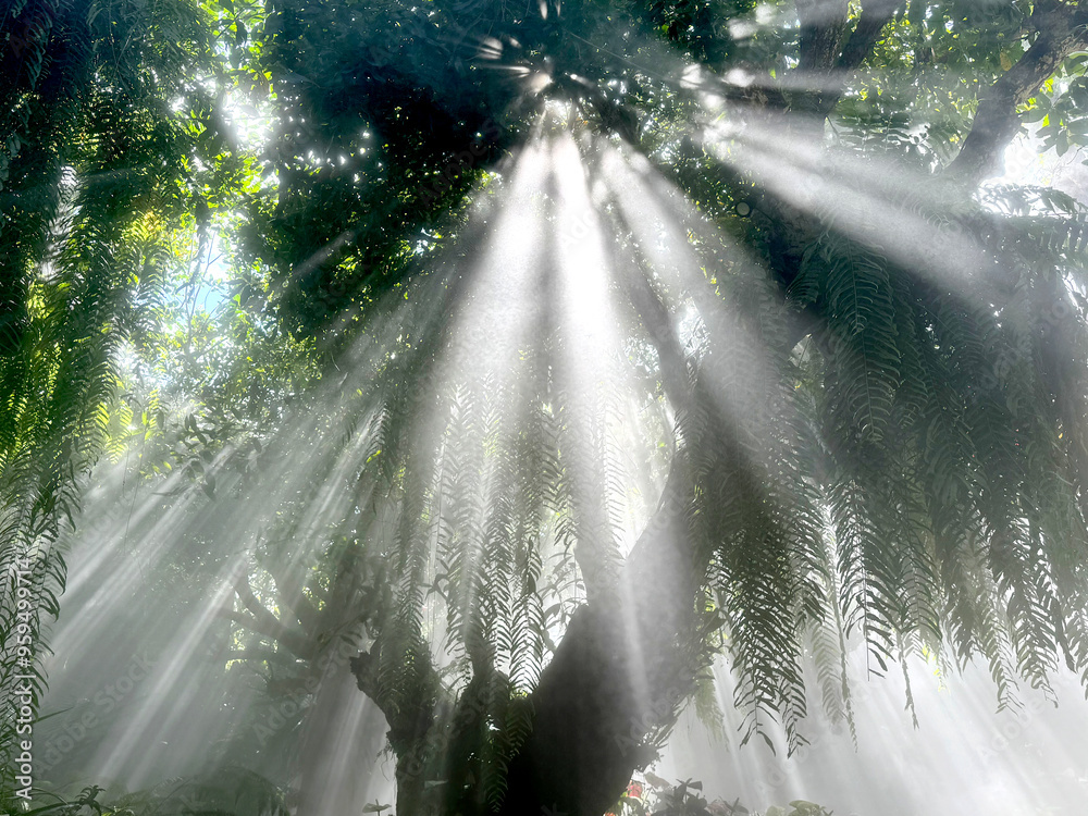Bright beautiful sun rays coming through the tree leaves and branches ...