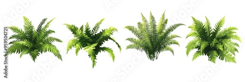 Four Green Ferns Isolated on a White Background