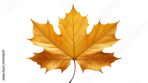 Golden maple leaf flying isolated on white, clipping path