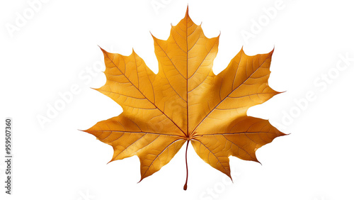 Golden maple leaf flying isolated on white, clipping path