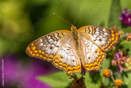 USA, New Mexico, ABQ BioPark Botanic Garden. White peacock butterfly close-up. photo