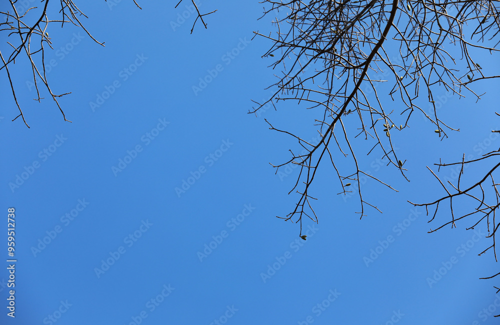 Obraz premium Tree branches silhouette in the blue sky as background