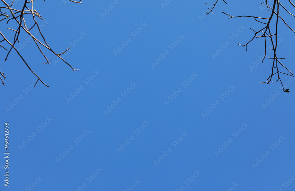 Obraz premium Tree branches silhouette in the blue sky as background