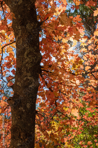 Bigtooth maple fall-colored leaves backlit in the morning sun, Albuquerque Trail, Cibola National Forest, New Mexico photo