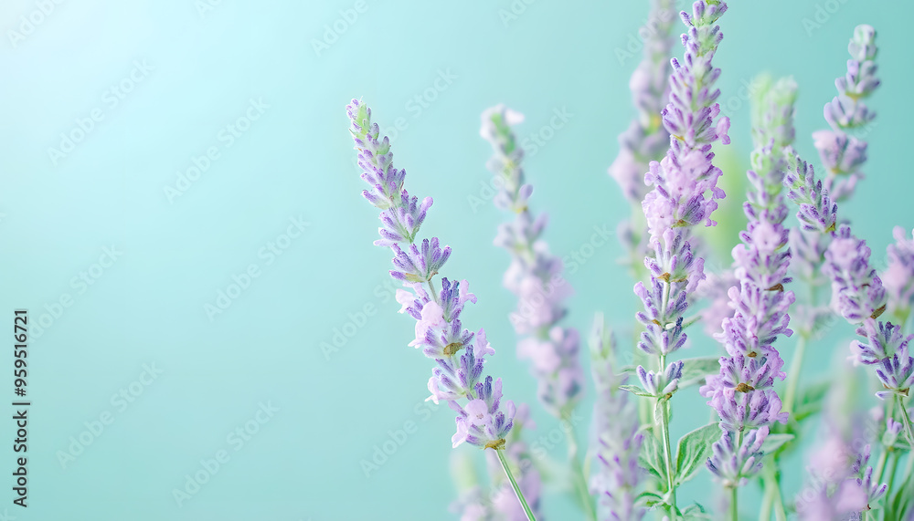Obraz premium A single pastel color, such as mint green or lavender, providing a soothing and simple backdrop