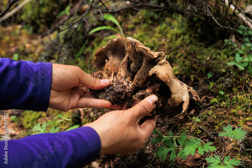 Fake wild sarcodon imbricatus，inedible mushroom in forest of China photo