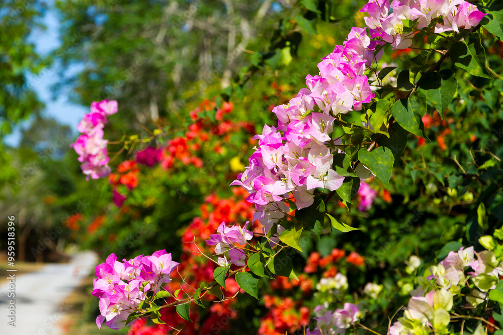 Obraz premium Bougainvillea or paper flower bloom